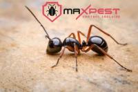 MAX Ant Control Adelaide image 2